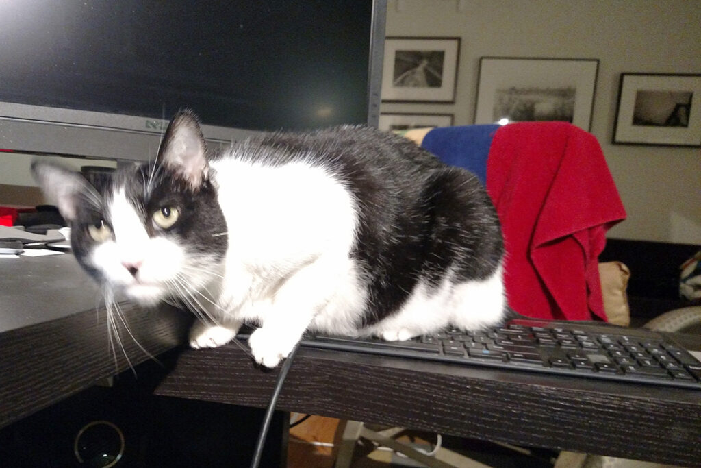 A black and white cat, sitting on a keyboard, with a look on his face that says "I dare you to try to stop me."